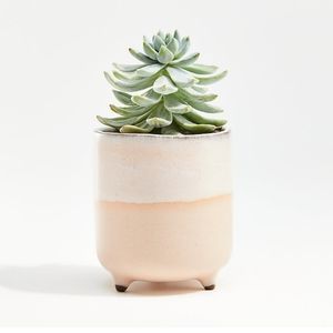Crate and Barrel Mini Planter
